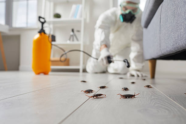 Commercial Kitchen Cockroach Control in Uvalde Estates